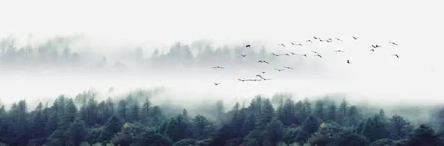 Jo Mountain Mist Landscape Art